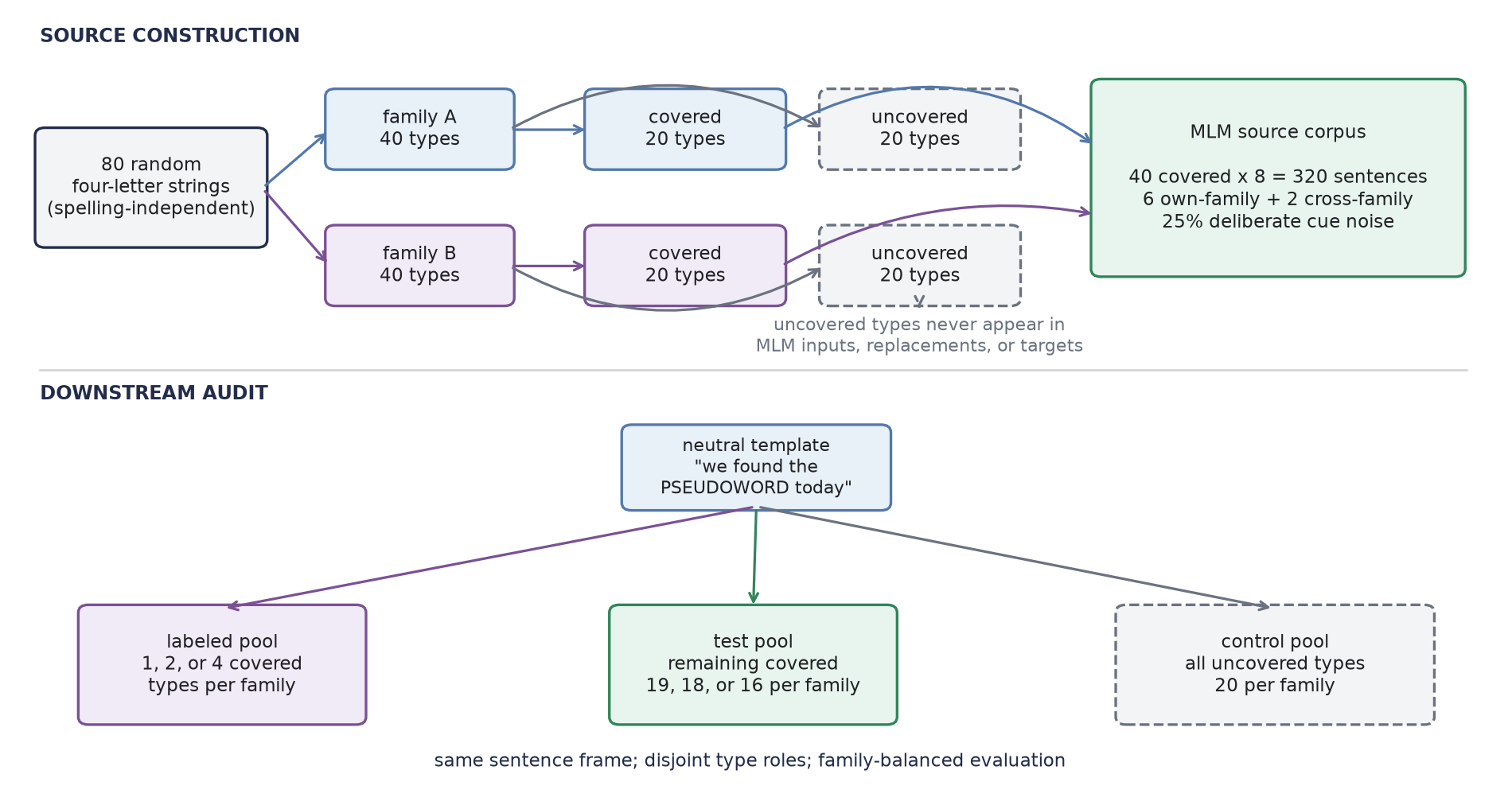 A two-lane flow diagram. In the source-construction lane, 80 random strings split into two families of 40, and each family splits into 20 covered and 20 uncovered types. Covered types feed an MLM corpus with eight sentences per type, six own-family cues and two cross-family cues, while uncovered types are marked never seen in inputs, replacements, or targets. In the downstream-audit lane, one neutral sentence template feeds labeled covered types, remaining covered test types, and all uncovered controls.